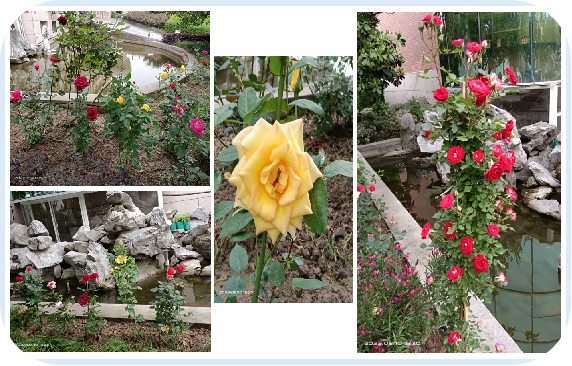 �¼�����԰�������������족