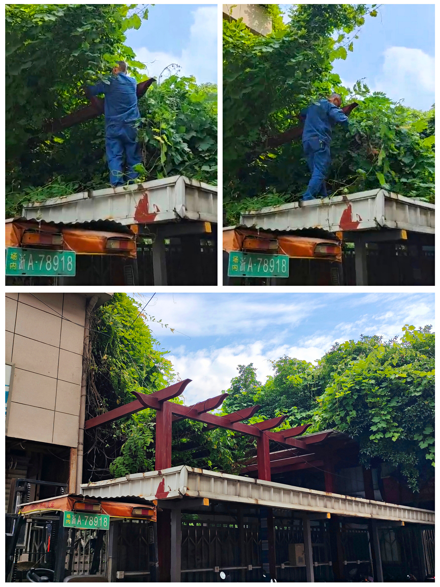 ��ɫ�г� ��������